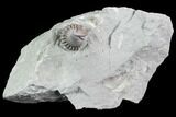 Wide Enrolled Flexicalymene Trilobite - Mt Orab, Ohio #85600-1